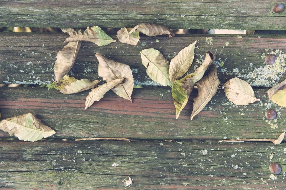 dried leaves on wooden plank preview