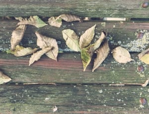 dried leaves on wooden plank thumbnail
