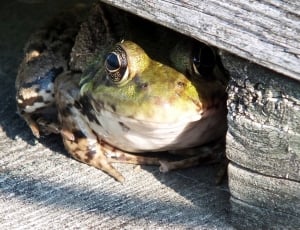 green and brown frog thumbnail