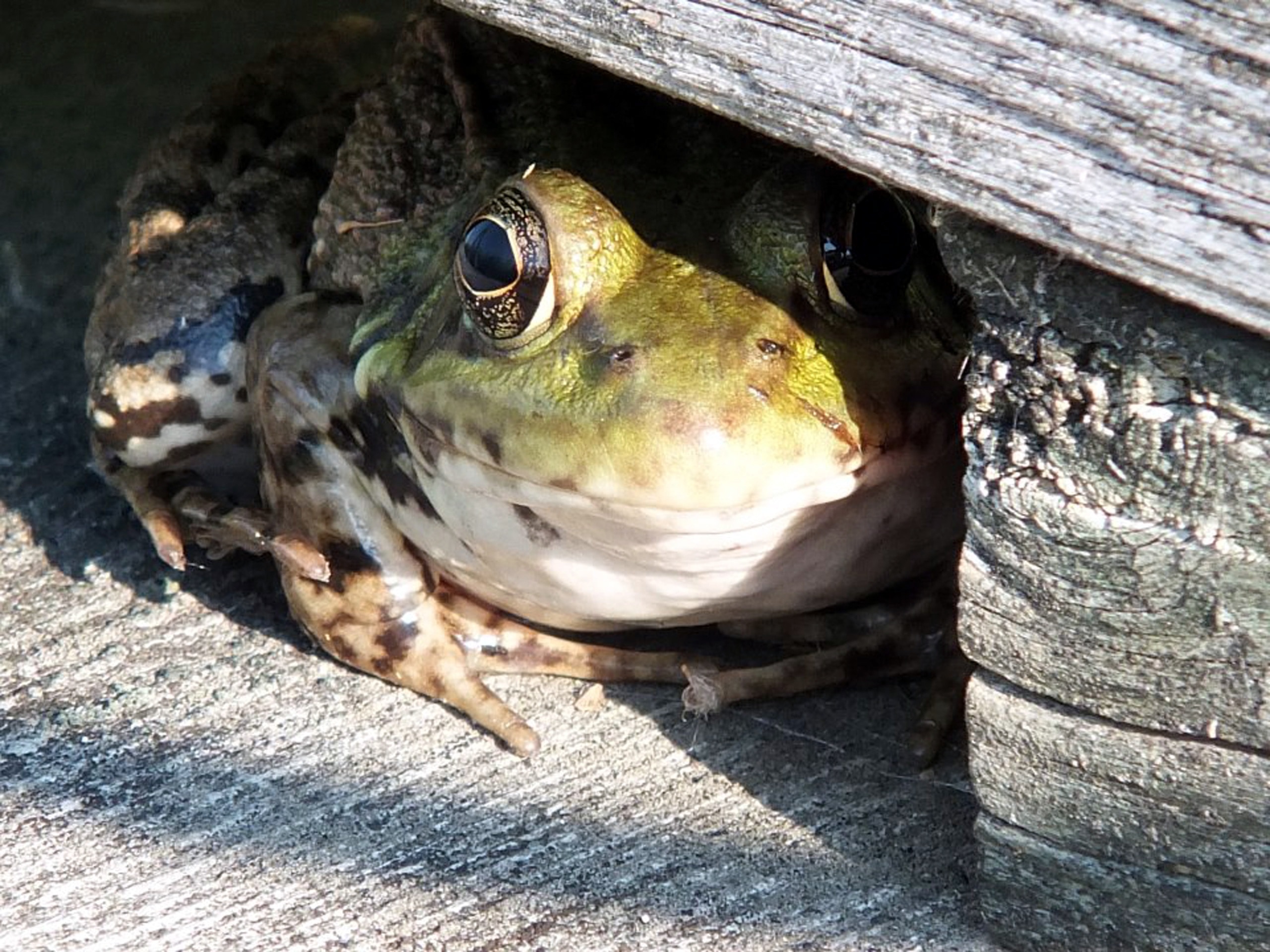 green and brown frog