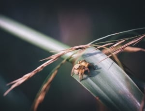 macro photography of brown and black spider on green leaf thumbnail