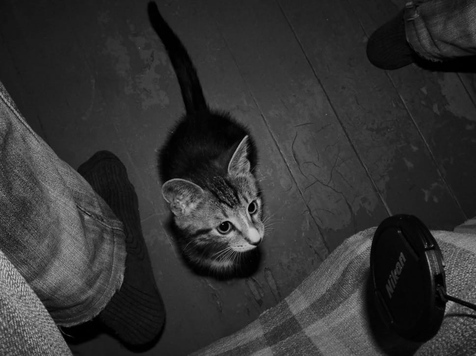 gray tabby kitten preview