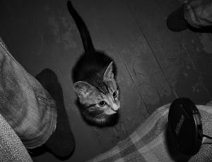 gray tabby kitten thumbnail