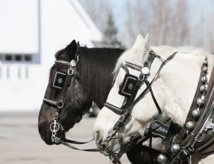 white and black horses during daytime thumbnail