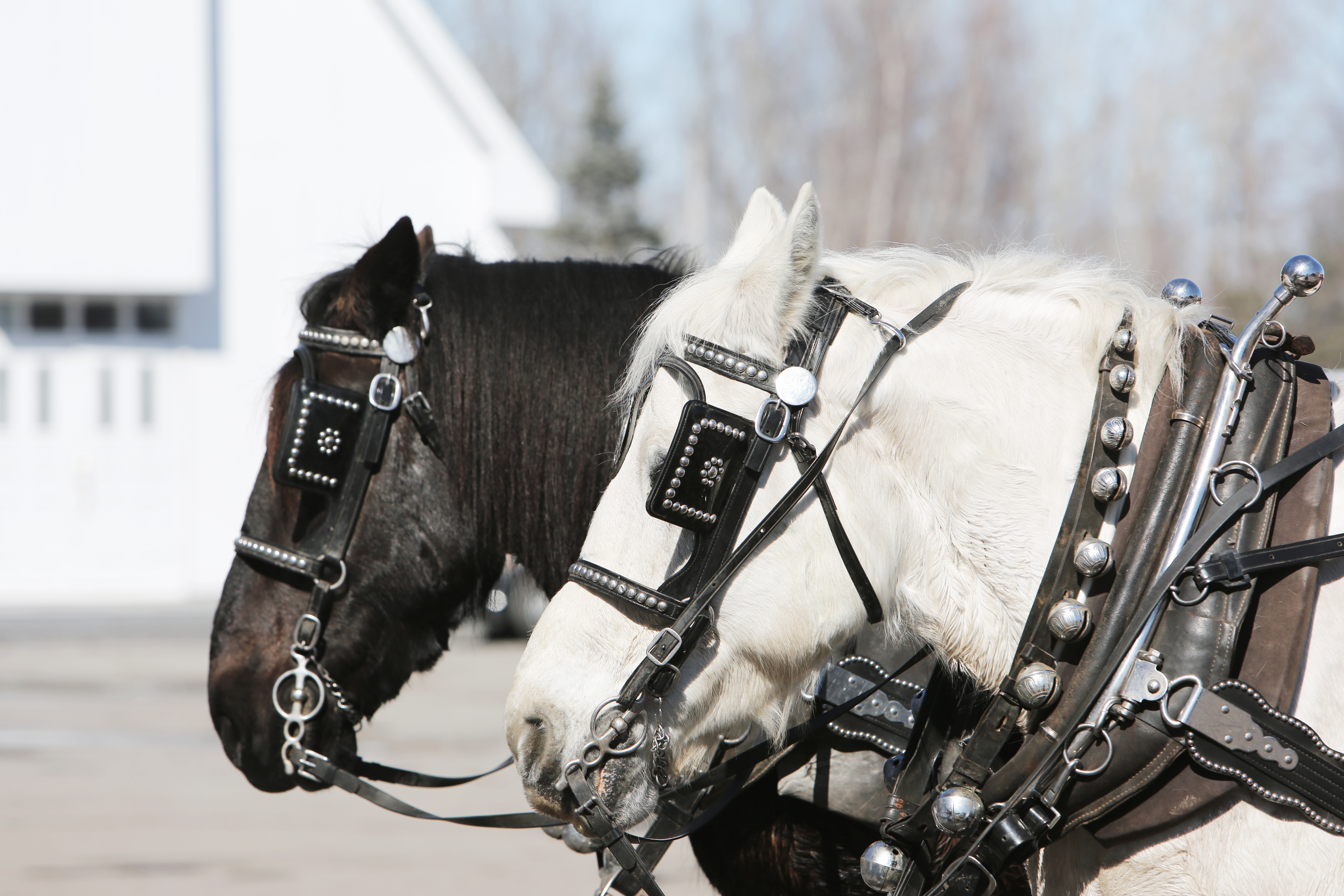 white and black horses during daytime