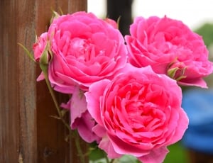 three pink flower thumbnail
