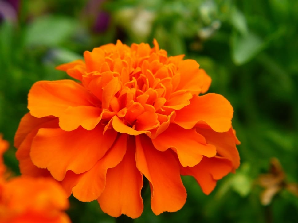 orange petaled flower preview
