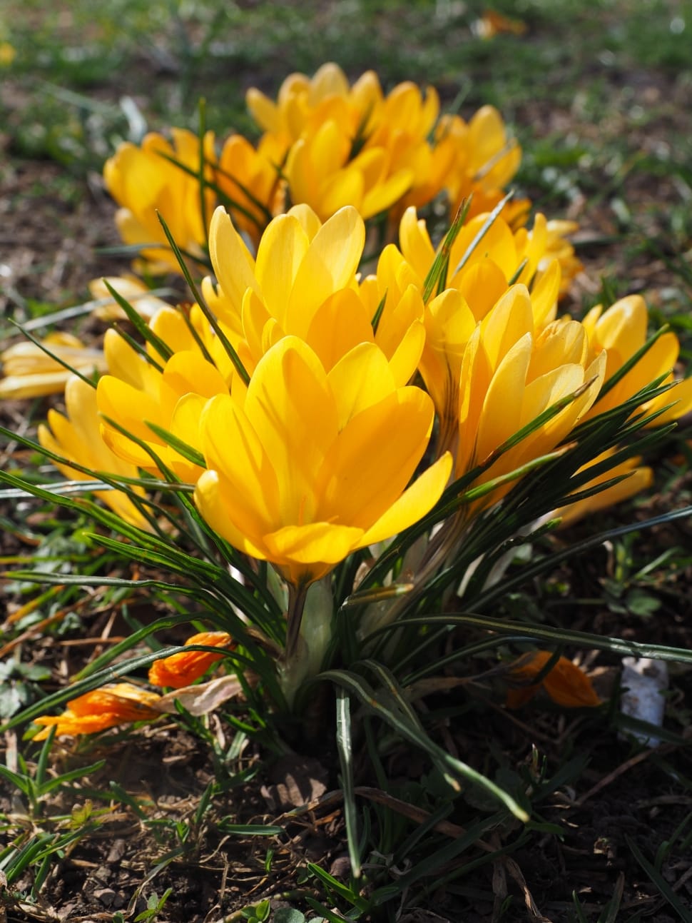 Bühen, Yellow, Flower, Crocus, Spring, ,  preview