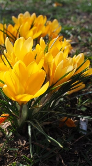Bühen, Yellow, Flower, Crocus, Spring, ,  thumbnail