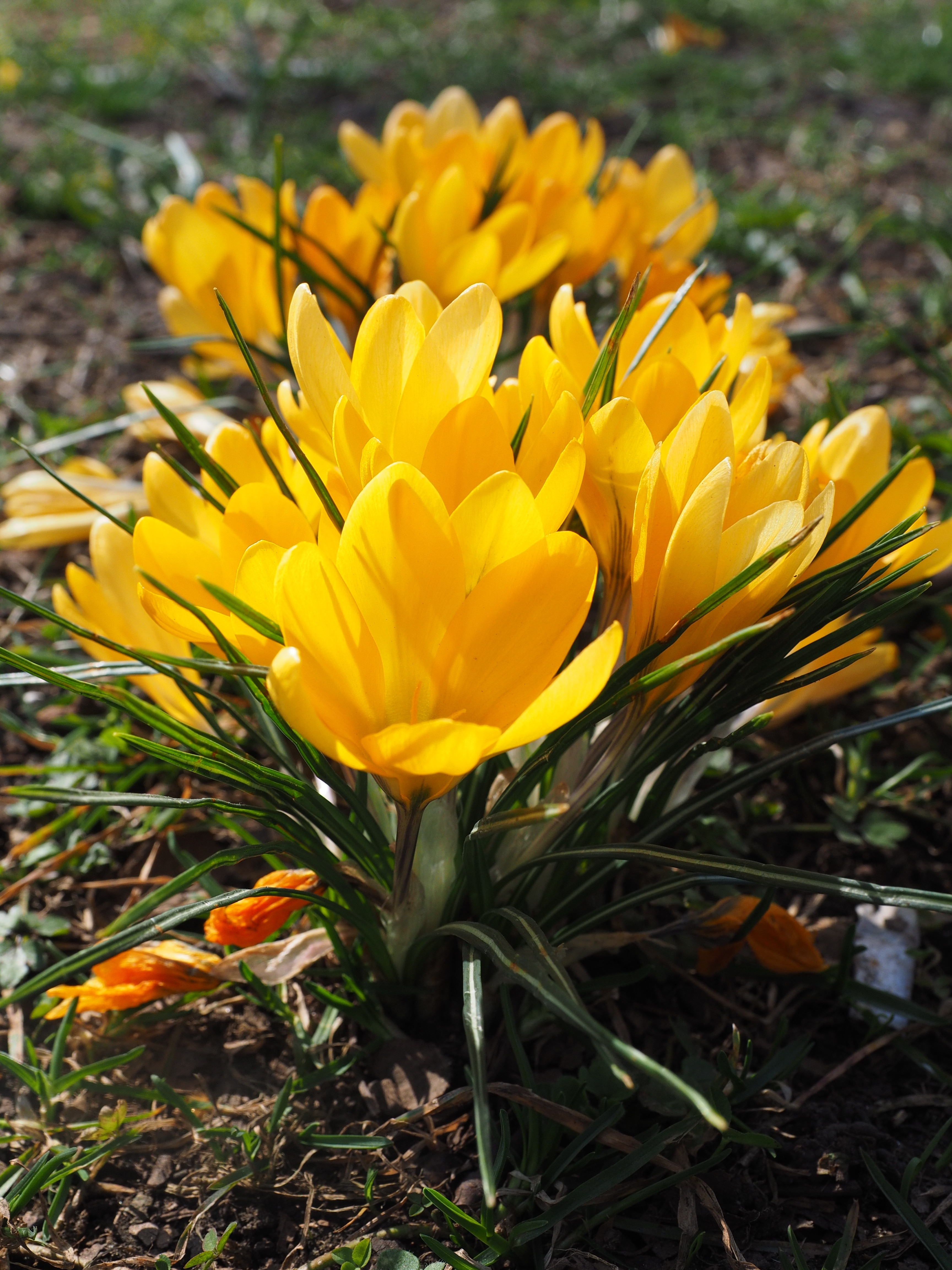 Bühen, Yellow, Flower, Crocus, Spring, , 