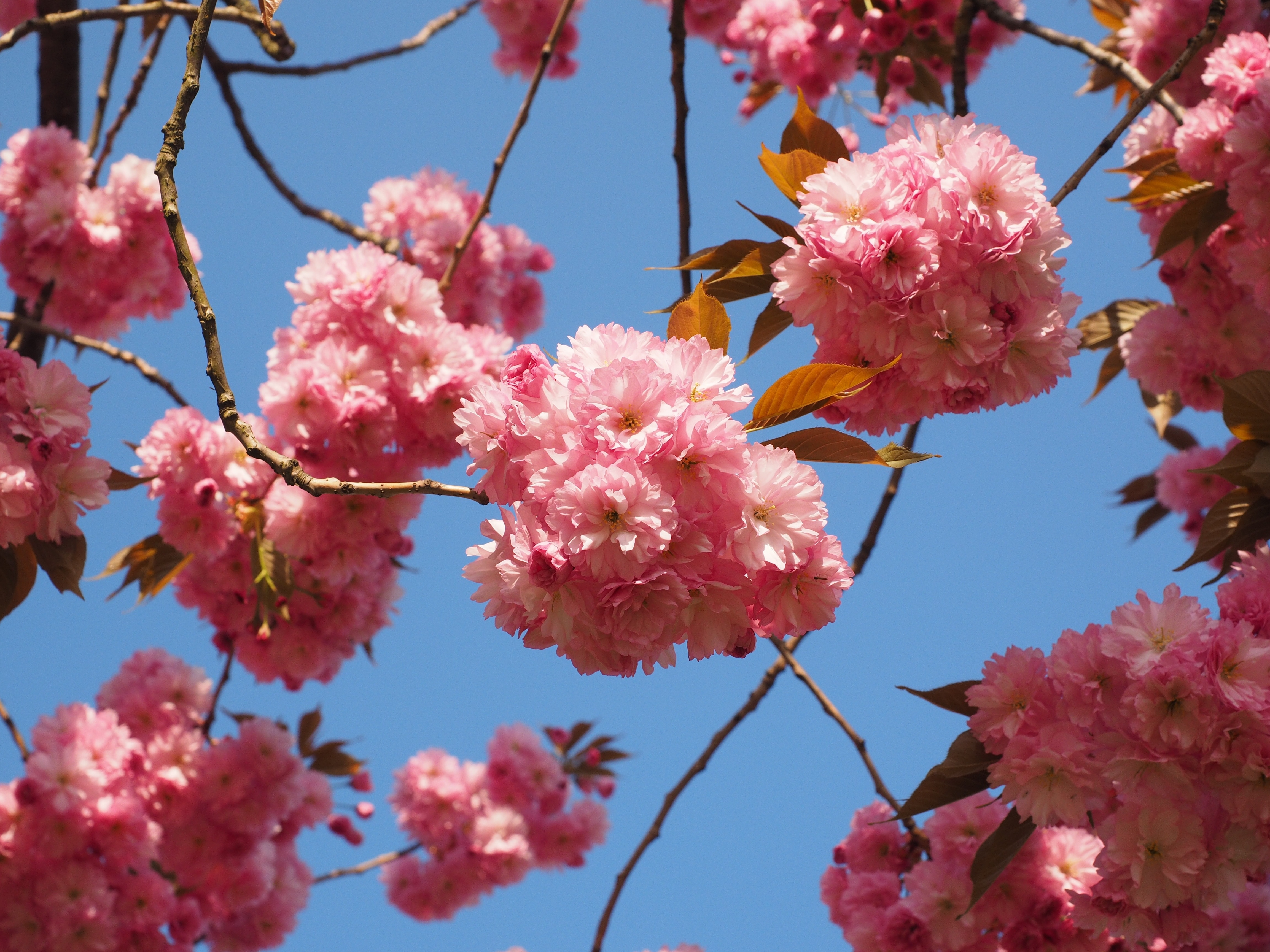 pink petaled cluster flowers blooming during daytime