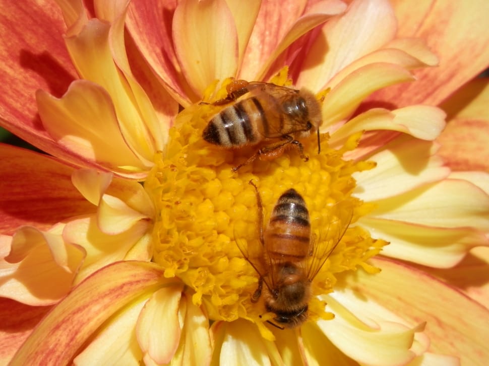 2 bees preview