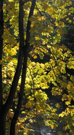 green leaves tress near lake during daytime thumbnail