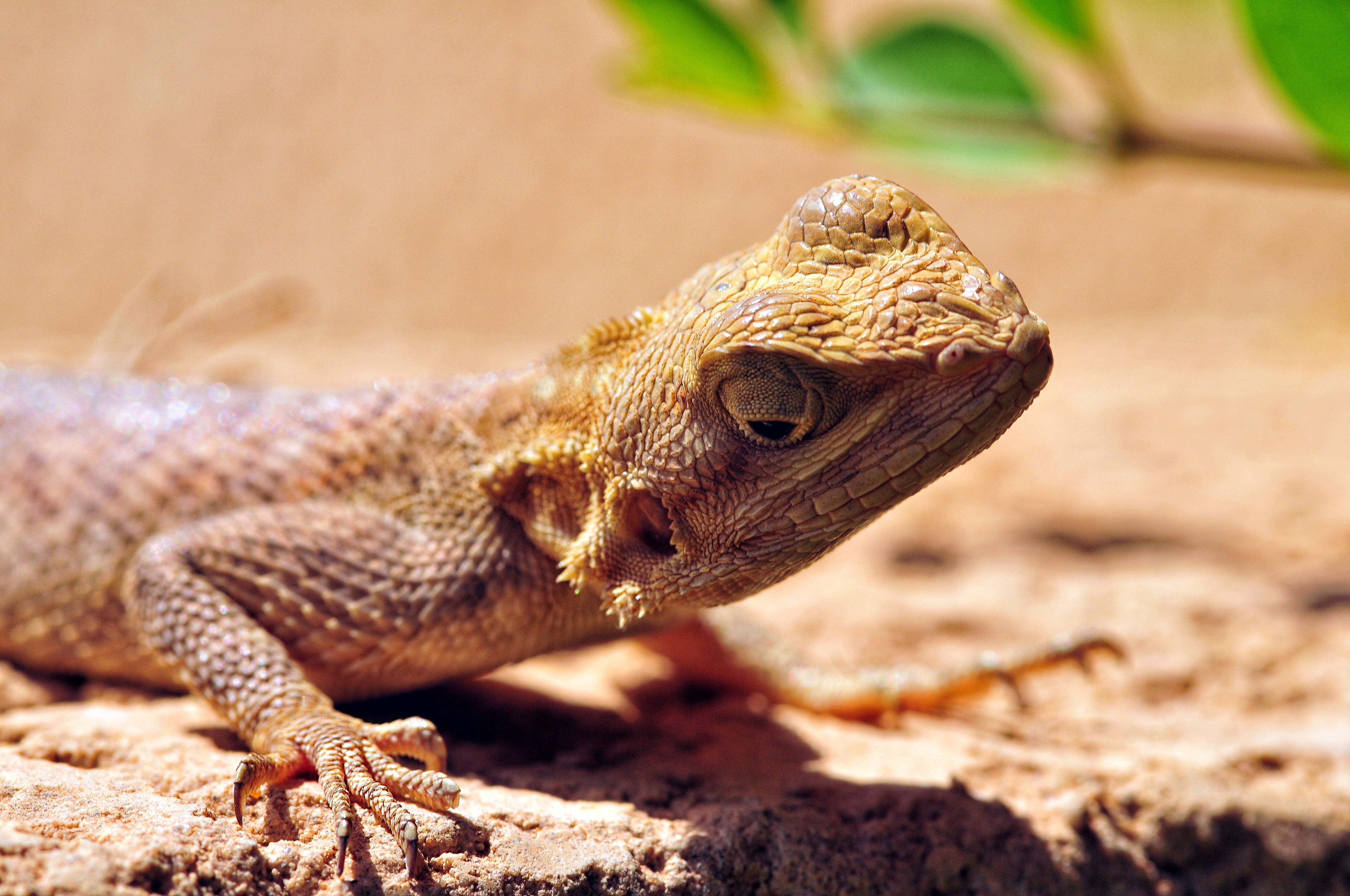 brown and yellow lizard