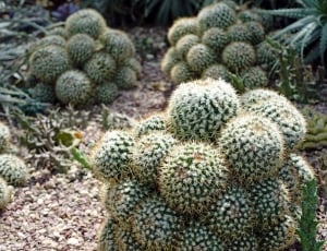 round green cacti thumbnail