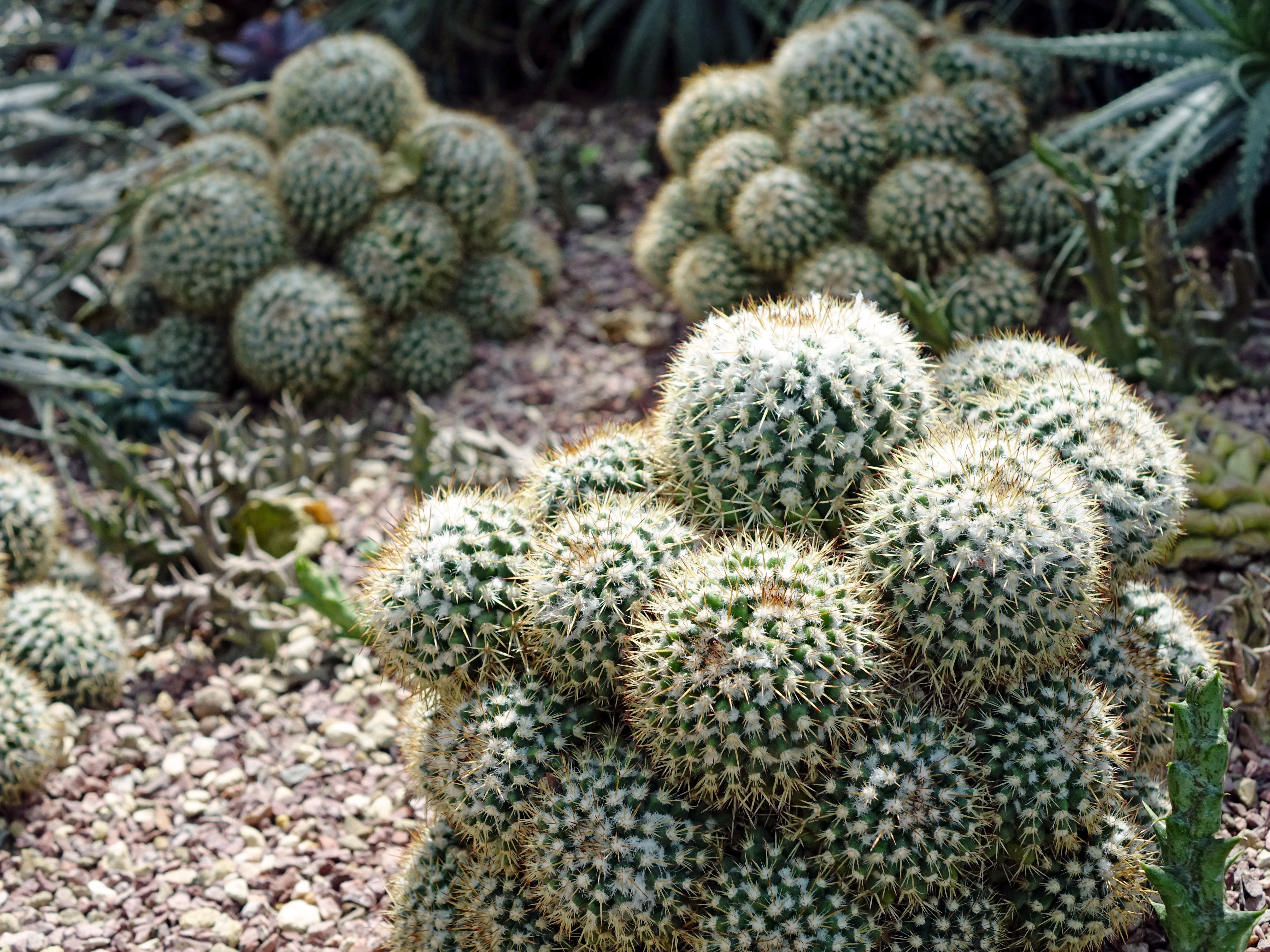 round green cacti
