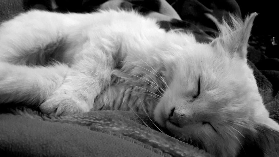grayscale of short fur cat sleeping preview