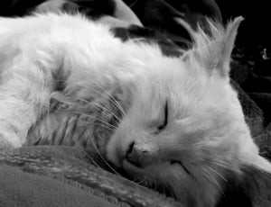 grayscale of short fur cat sleeping thumbnail
