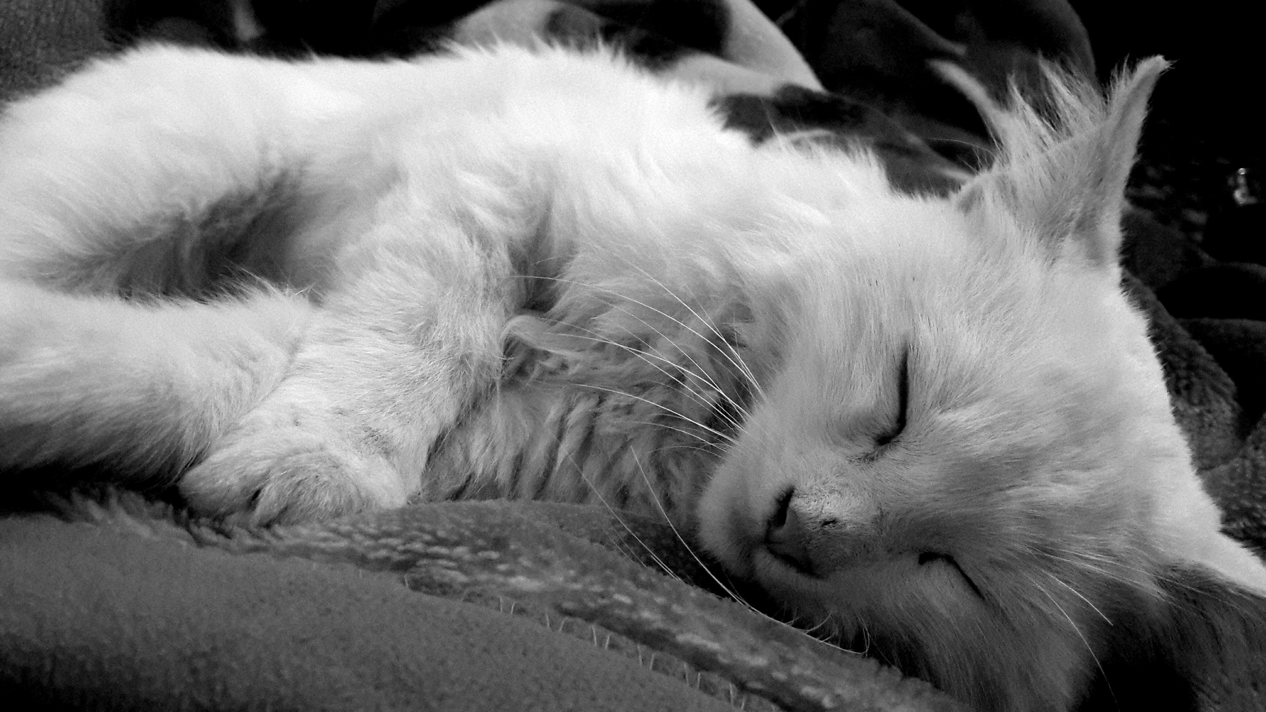 grayscale of short fur cat sleeping