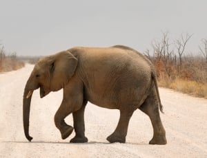 baby elephant on the center of road thumbnail
