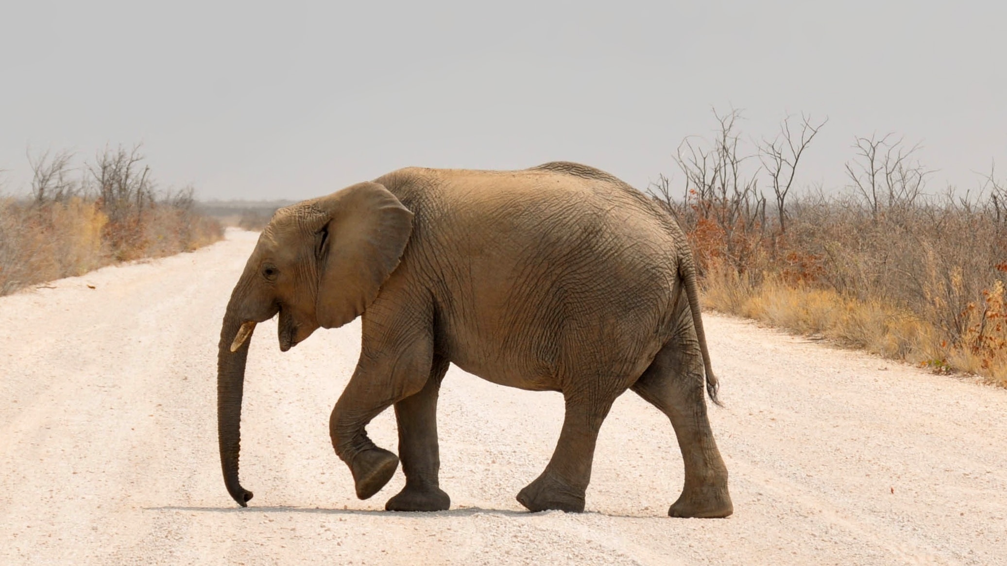 baby elephant on the center of road