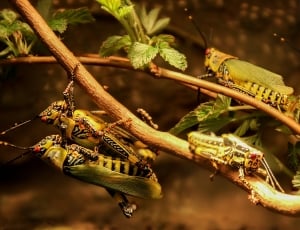 4 eastern lubber grasshoppers thumbnail