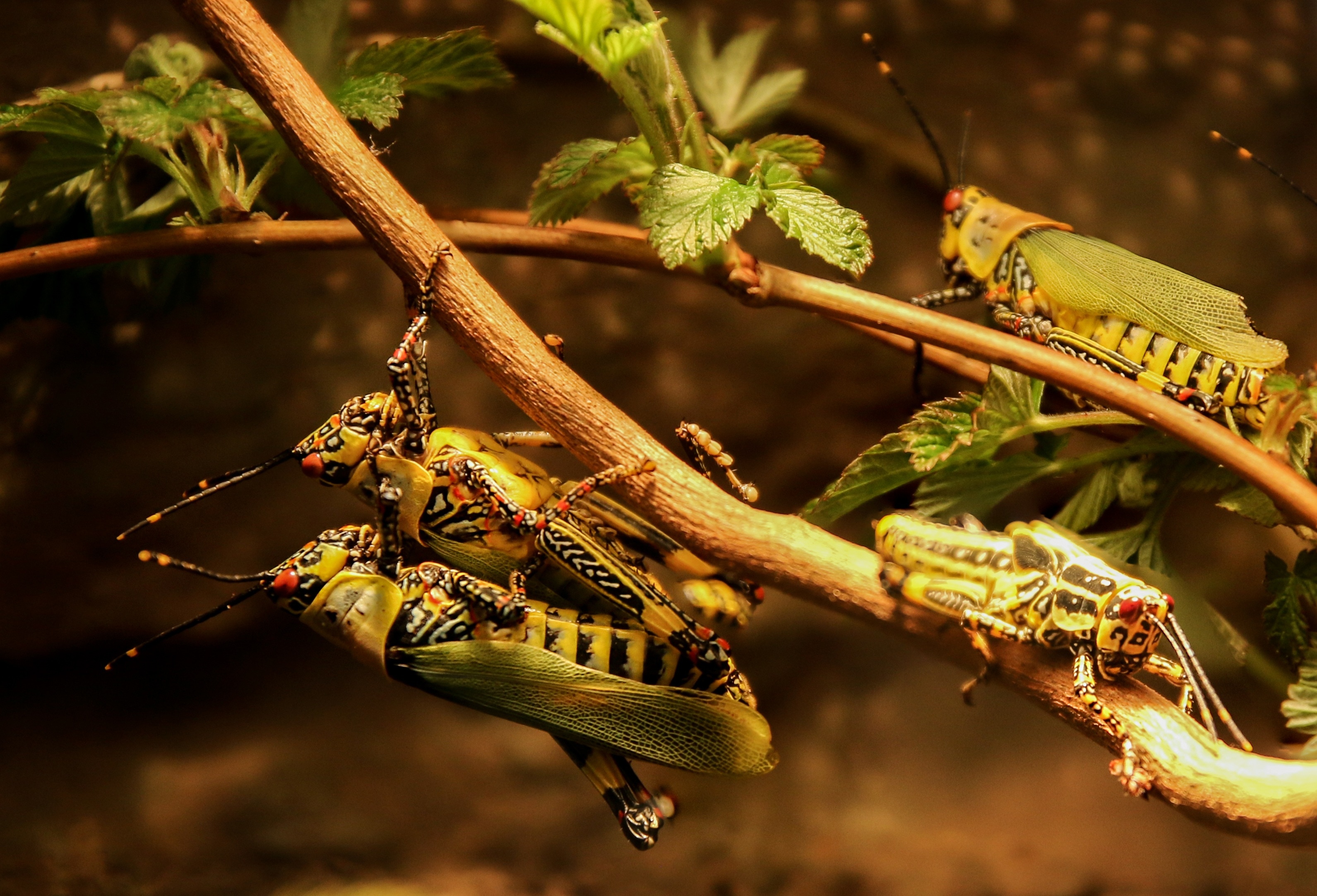 4 eastern lubber grasshoppers