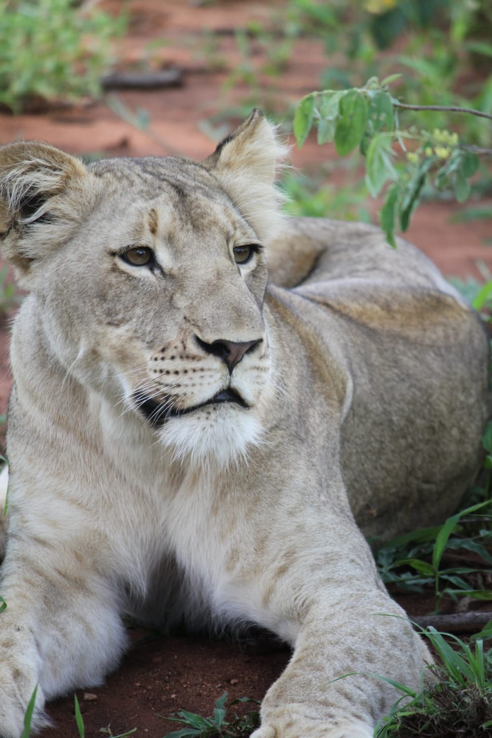 gray lioness during daytime preview