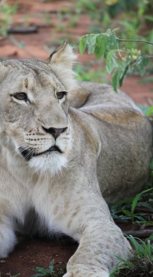 gray lioness during daytime thumbnail