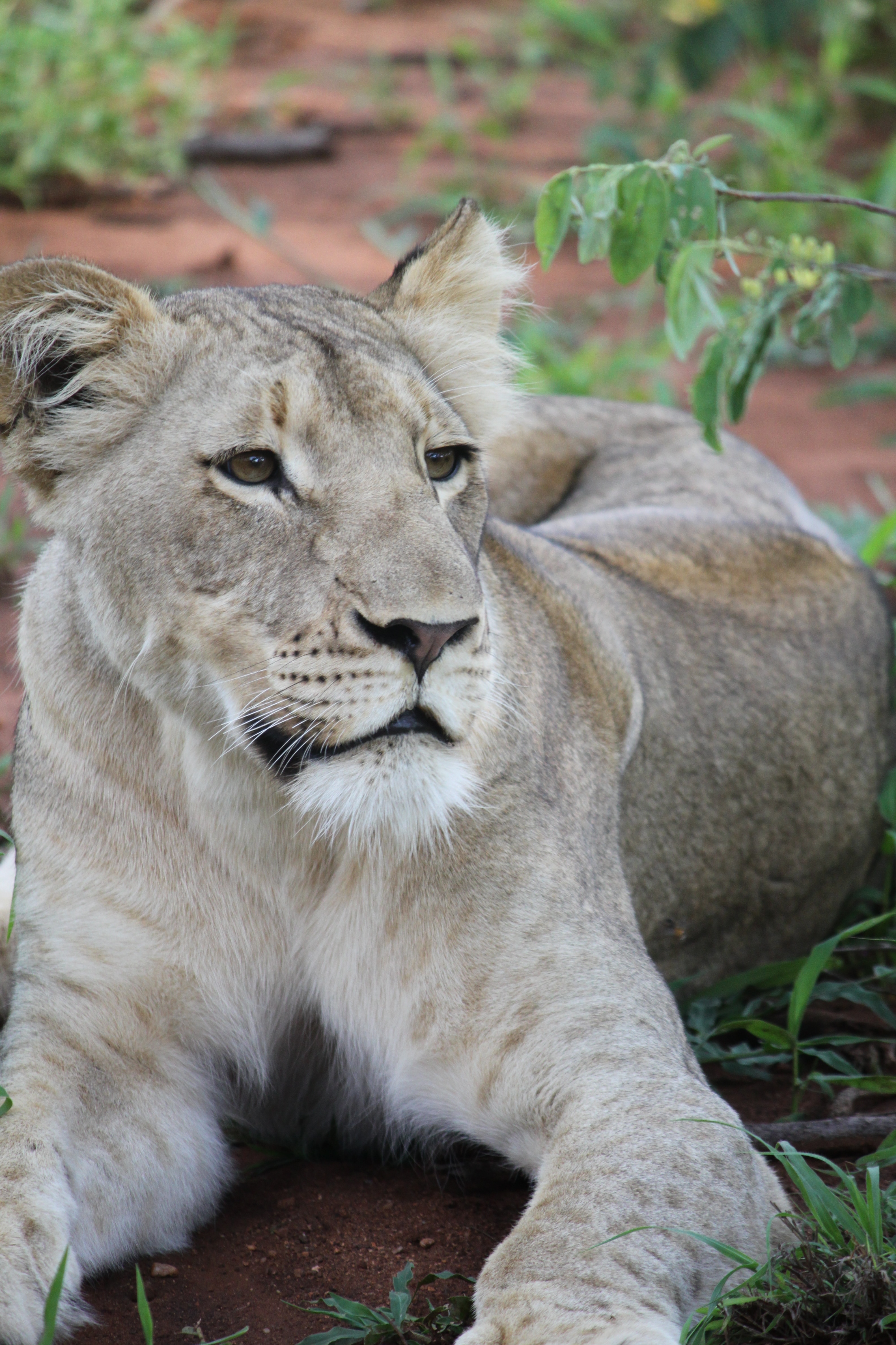 gray lioness during daytime