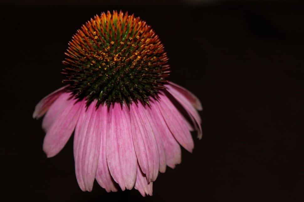pink and brown flower preview