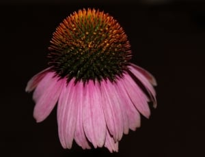 pink and brown flower thumbnail