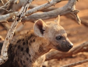 brown hyena thumbnail