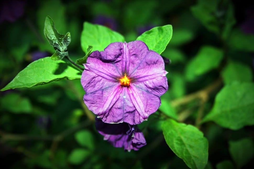 purple petaled flower closeup photo preview