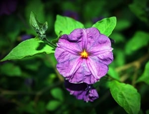 purple petaled flower closeup photo thumbnail