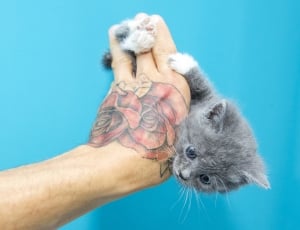 Kitten, Animals, Pussy, Sweet, human body part, human hand thumbnail