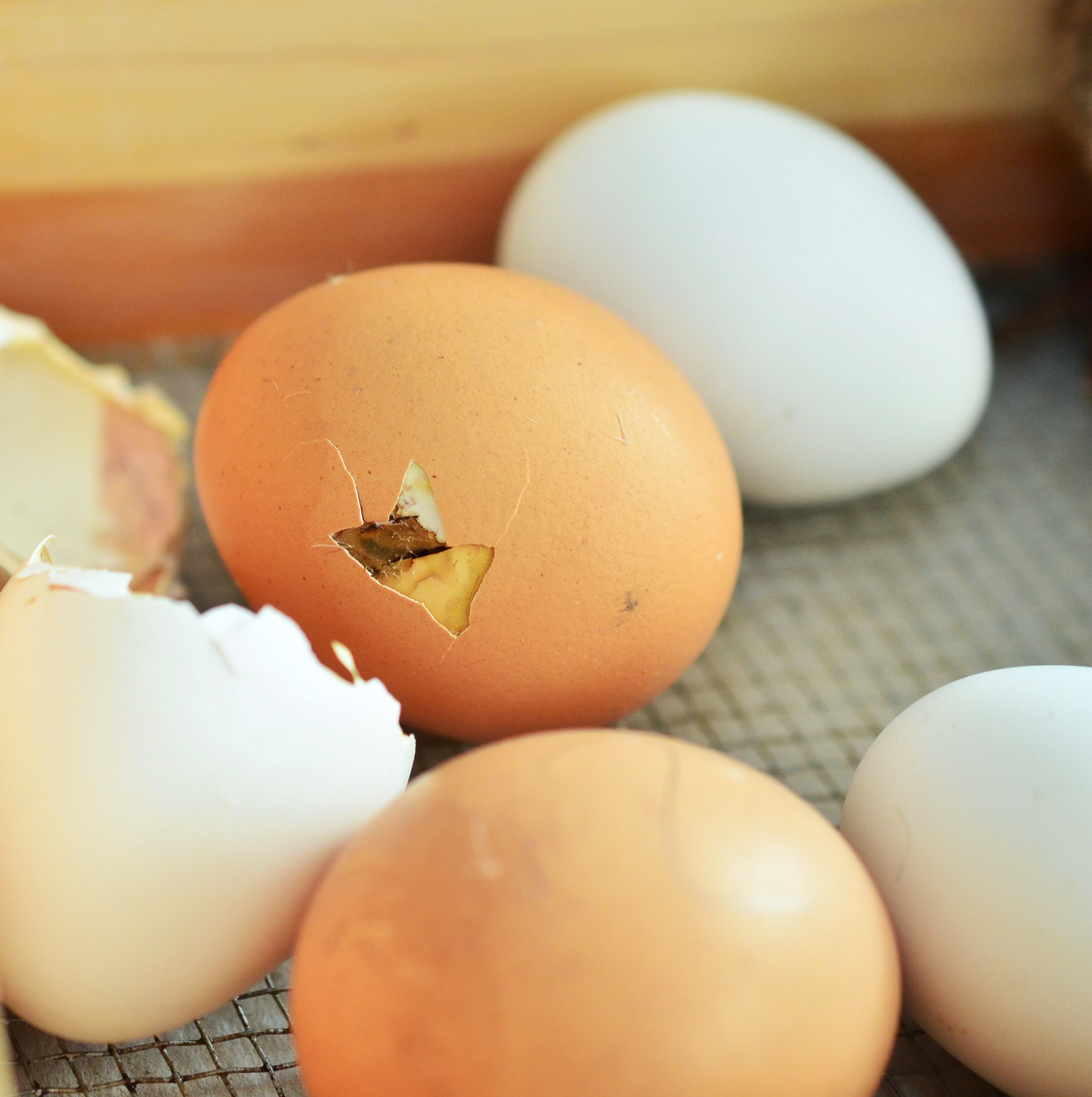 hatch brown egg