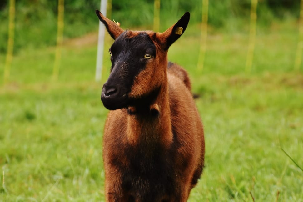 black and brown goat preview