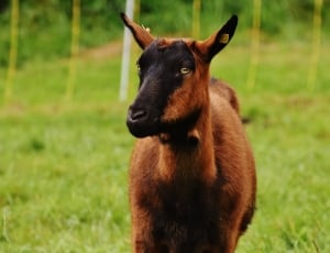 black and brown goat thumbnail