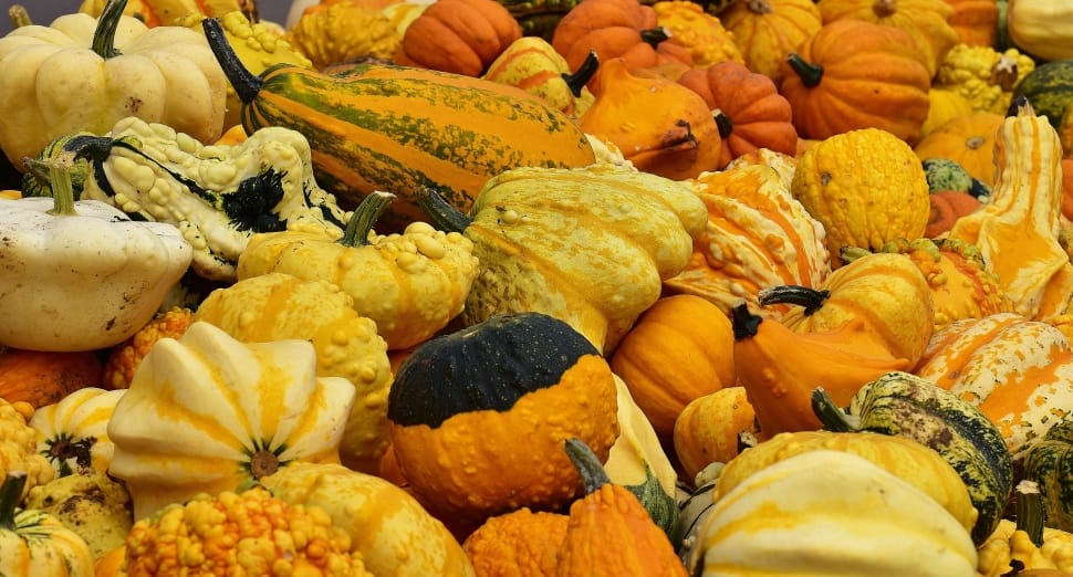 variety of squash preview