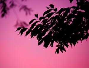 silhouette photography of trees thumbnail