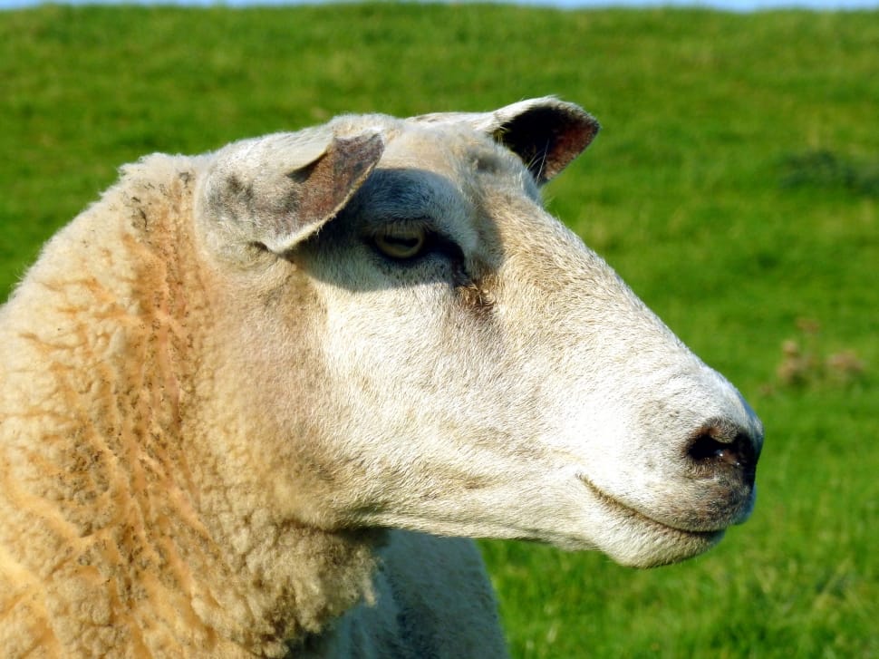 white and brown sheep preview