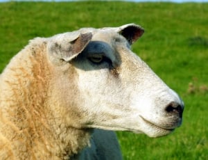 white and brown sheep thumbnail