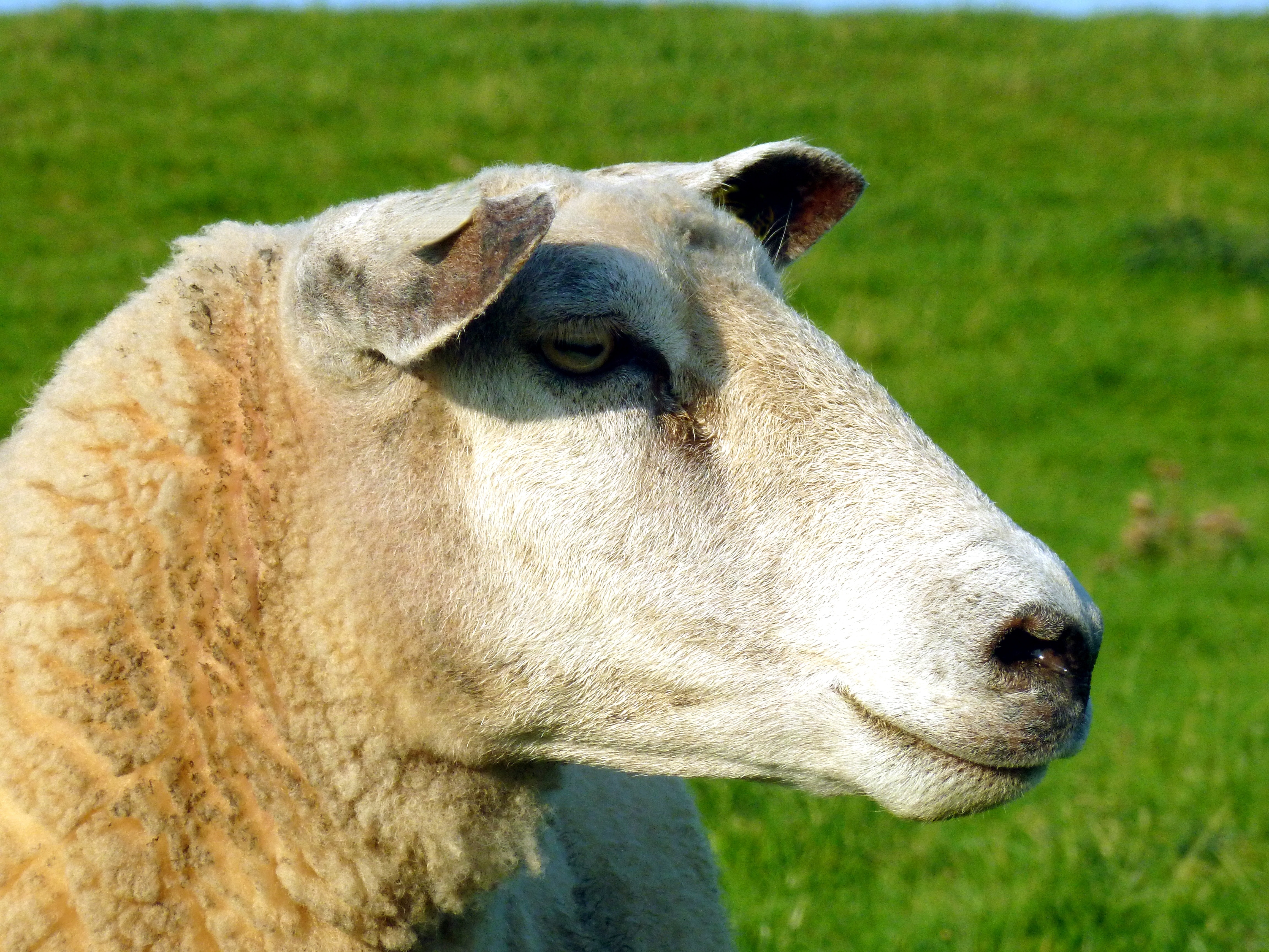 white and brown sheep
