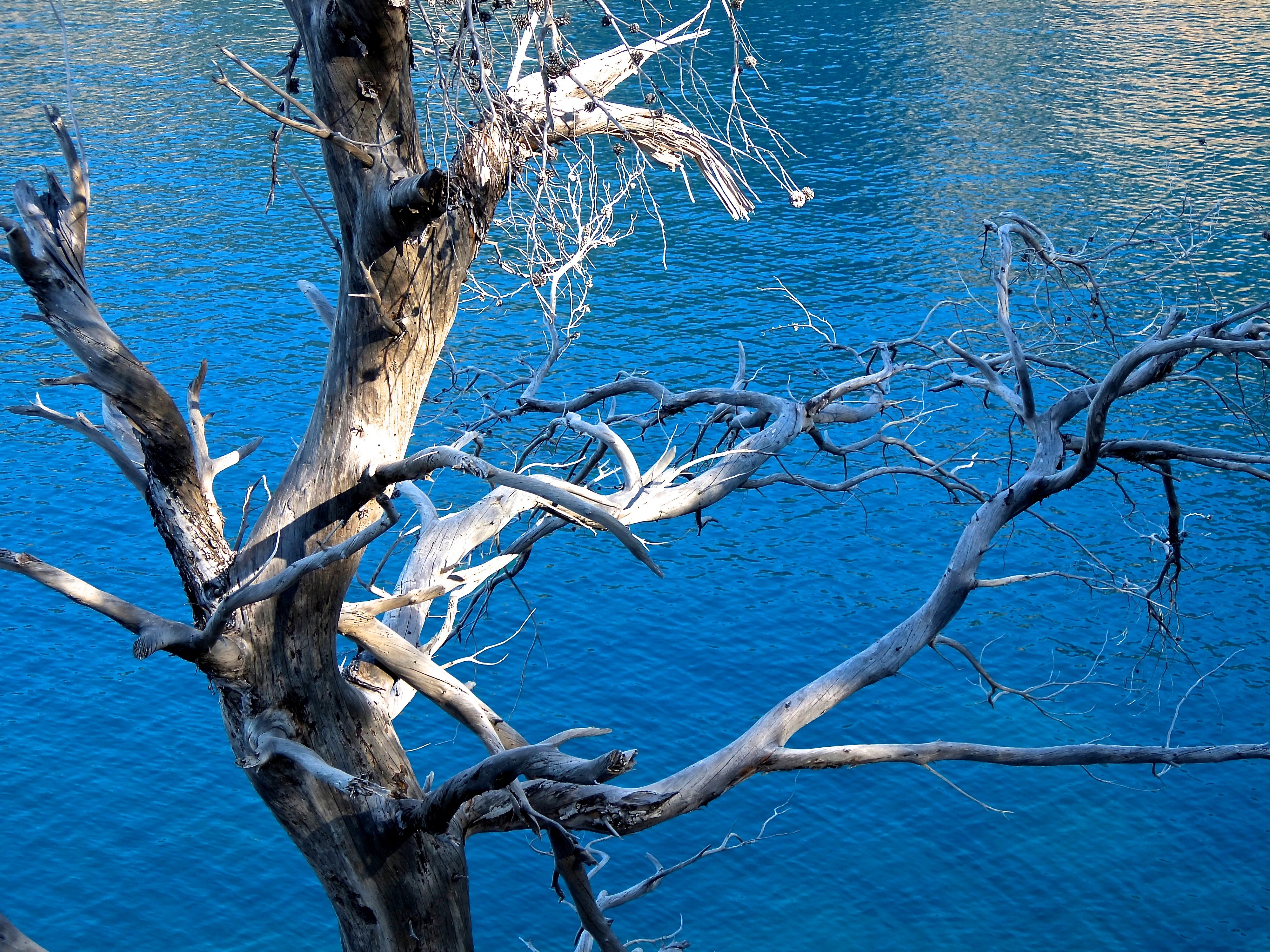 Погода сухими и вода. Сухое дерево. Сухое дерево на берегу моря. Дерево у воды. Крым деревья в воде.
