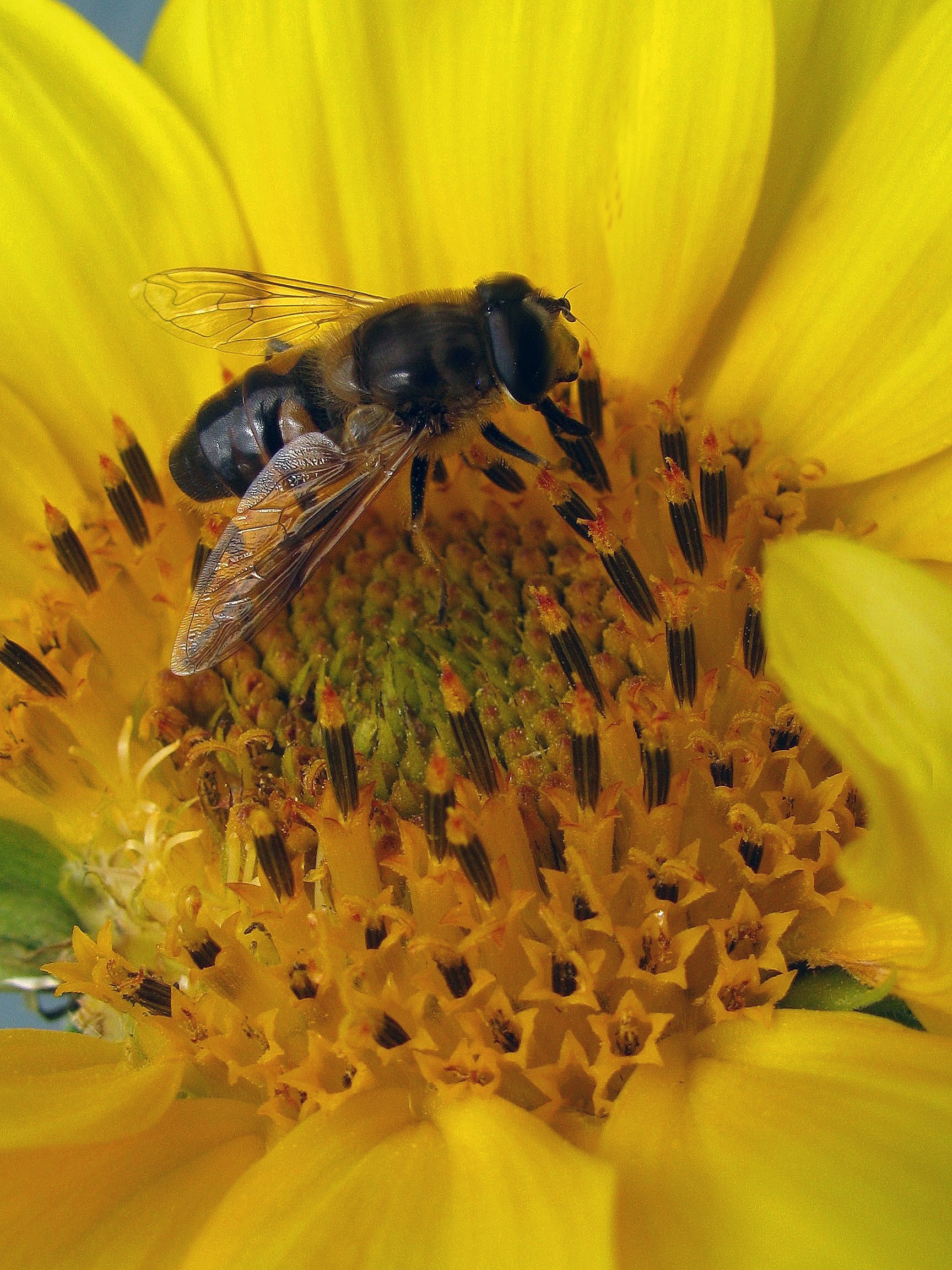 Пыльца растений собранная пчелой. Пчела с пыльцой и нектаром. Пчелиная пыльца (Bee pollen). Шмель с нектаром. Насекомые опылители.