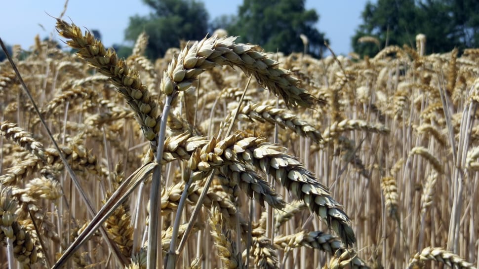 Grain, Food, Fields, Cereals, Spike, agriculture, crop preview