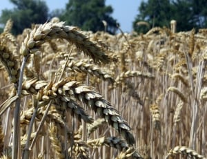 Grain, Food, Fields, Cereals, Spike, agriculture, crop thumbnail