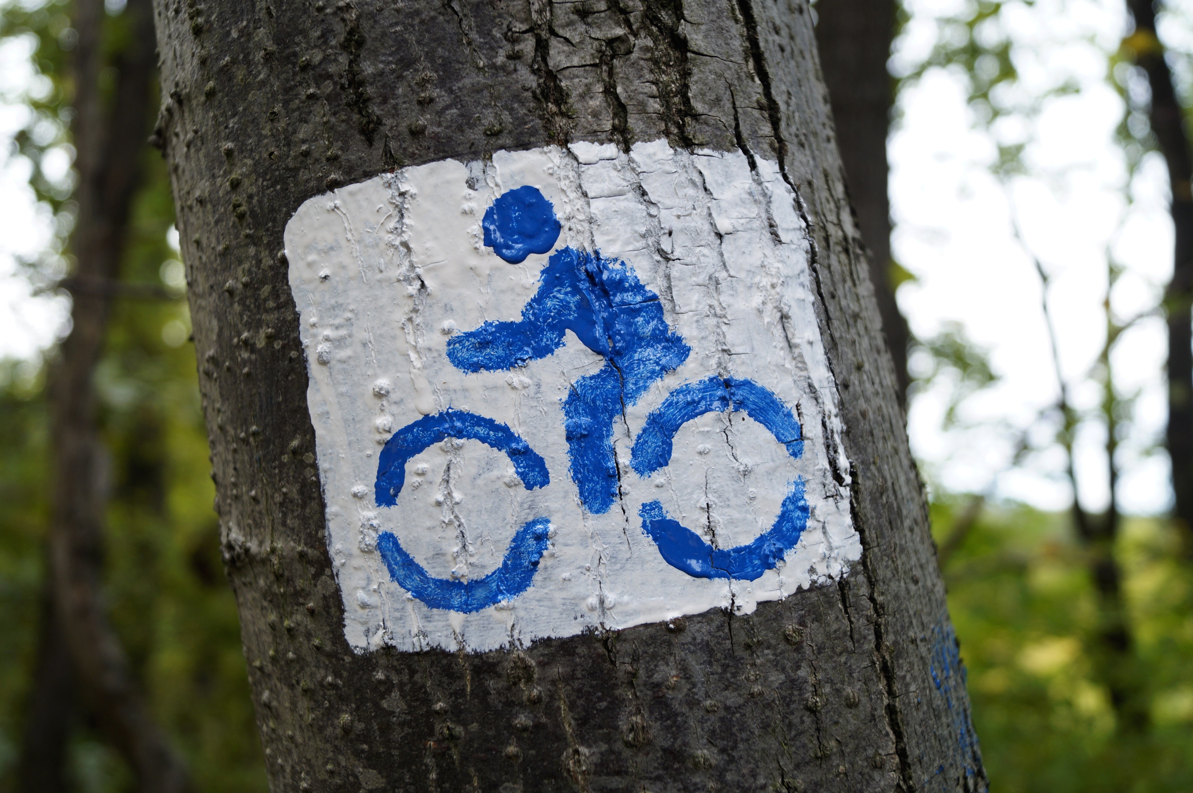 bicycle lane printed tree
