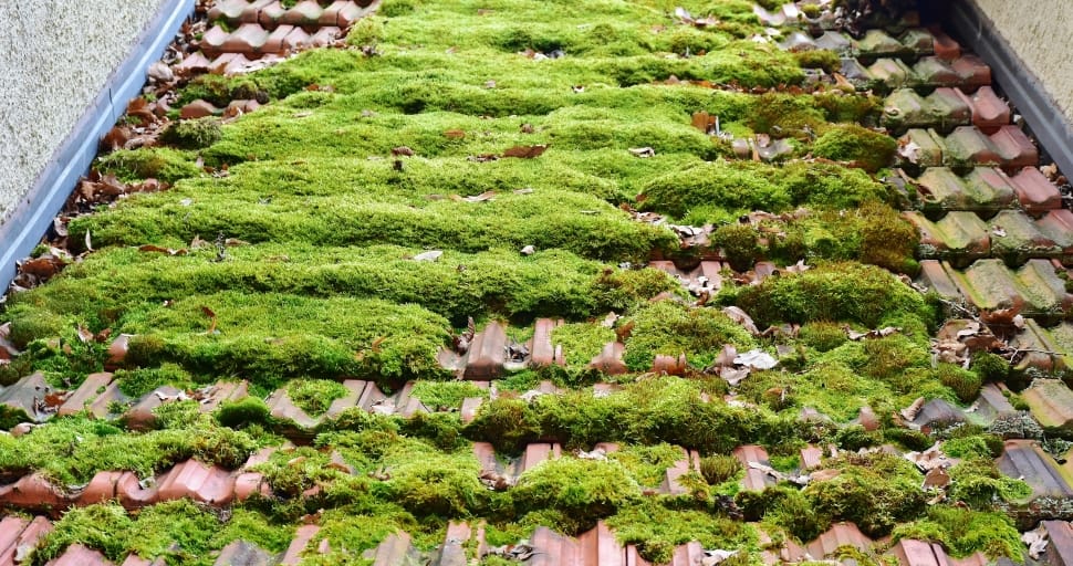 green moss on roof preview